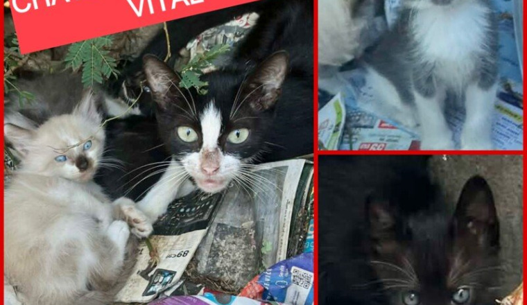 Maman chat et ses 3 chatons en danger