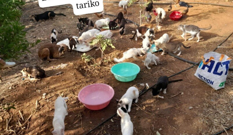 Les Tarikochats ont besoin de votre aide