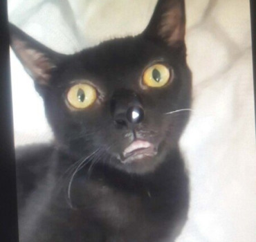 Pour une chatonne qui a du mal à respirer