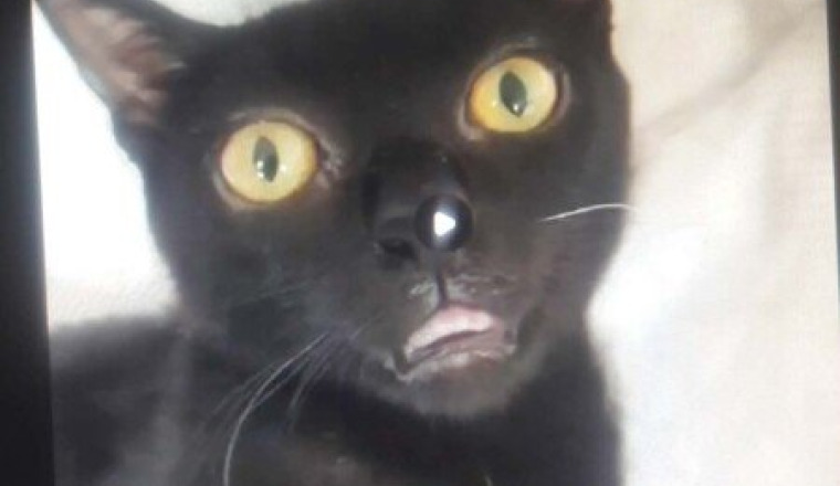 Pour une chatonne qui a du mal à respirer