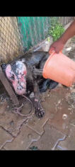 Image justificative de la cagnotte