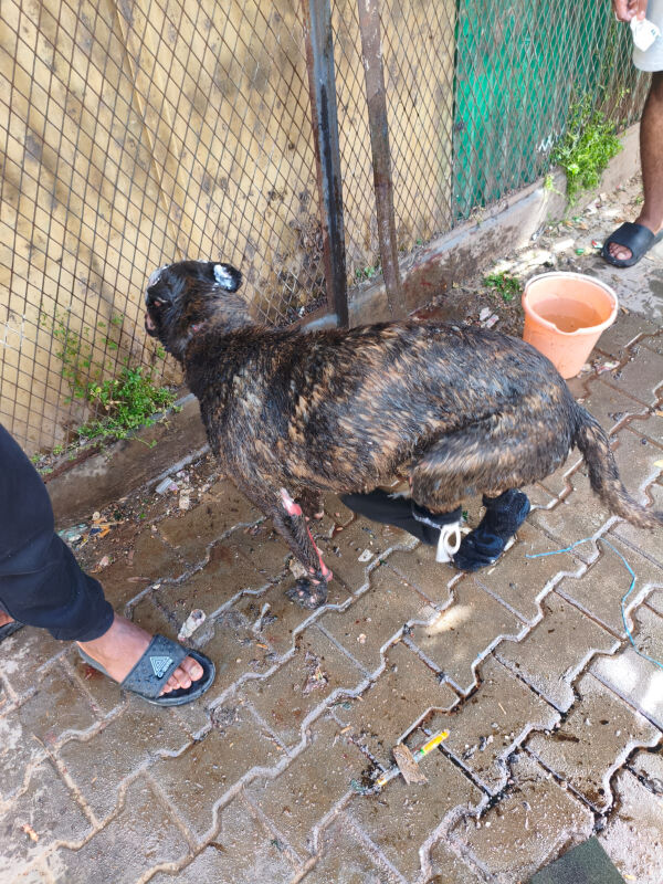 Image justificative de la cagnotte