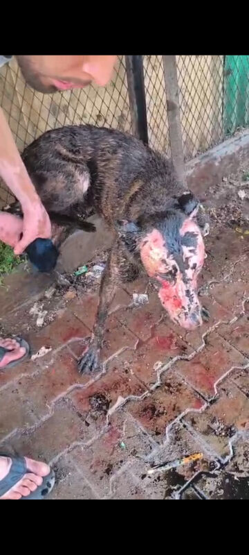 Image justificative de la cagnotte