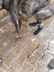 Image justificative de la cagnotte