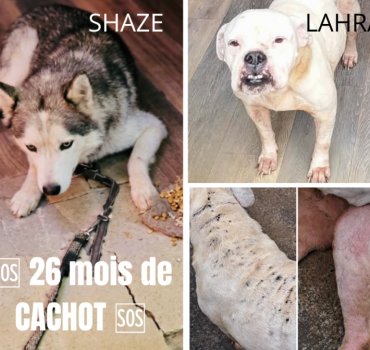 26 mois de cachot