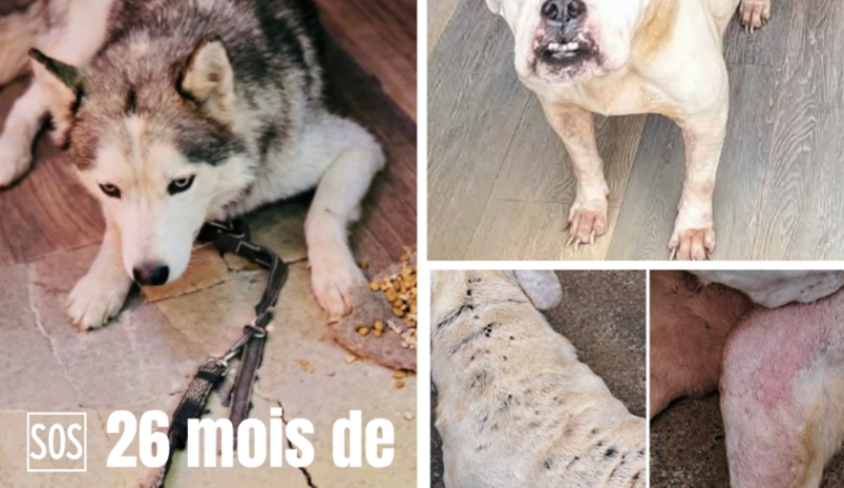 26 mois de cachot