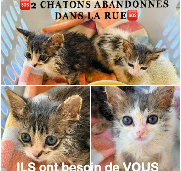 2 chatons orphelins