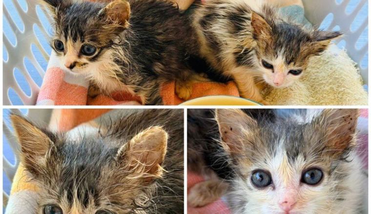 2 chatons orphelins