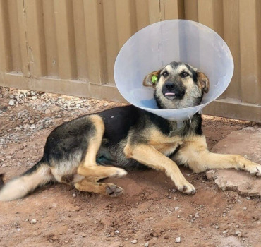 TNVR POUR LES CHIENS ERRANTS