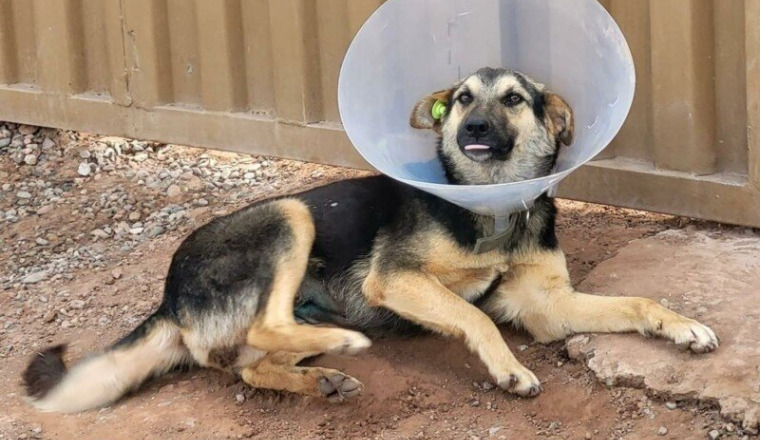 TNVR POUR LES CHIENS ERRANTS