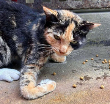🆘🆘 URGENCE EXTRÊME CHAT BLESSÉ 🆘🆘