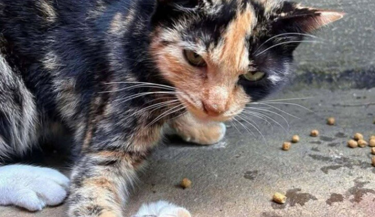 🆘🆘 URGENCE EXTRÊME CHAT BLESSÉ 🆘🆘