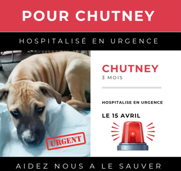 🚨😔Pour Chutney 😔🚨