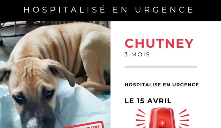 🚨😔Pour Chutney 😔🚨