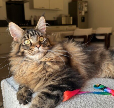 Offrons une vie normale à notre bébé chat ❤️‍🩹