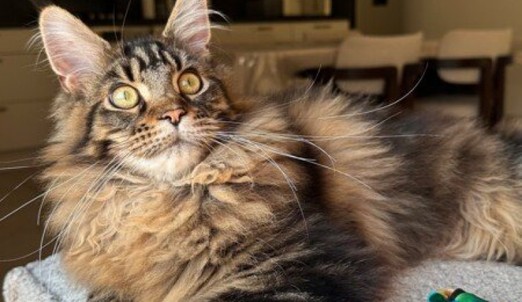 Offrons une vie normale à notre bébé chat ❤️‍🩹