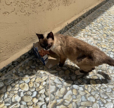 Chats du Maroc