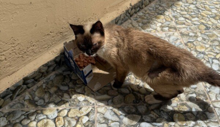Chats du Maroc