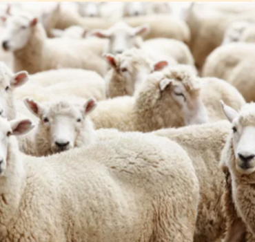 Offrir un mouton en Mauritanie pour l'Aid