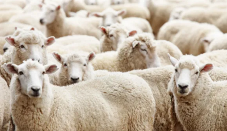 Offrir un mouton en Mauritanie pour l'Aid