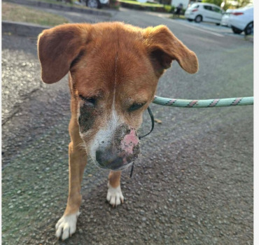 MEGA URGENCE POUR CE CHIEN BLESSE