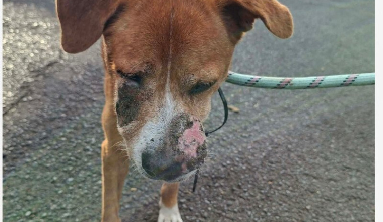 MEGA URGENCE POUR CE CHIEN BLESSE