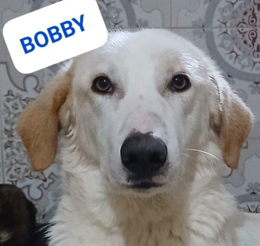 POUR FACTURE AMPUTATION BOBBY