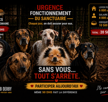 Faire vivre le sanctuaire Kelb Derby
