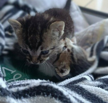 mise en conformité chatons abandonnés