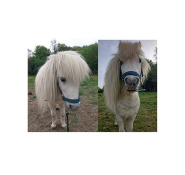 Urgence vétérinaire : sauvons Bambi 🐴❤️