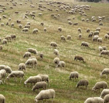 Mouton Aïd 2026