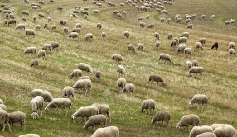 Mouton Aïd 2026