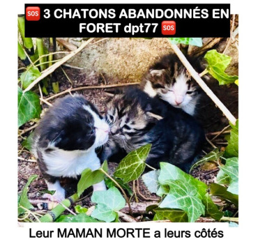 3 chatons orphelins abandonnés