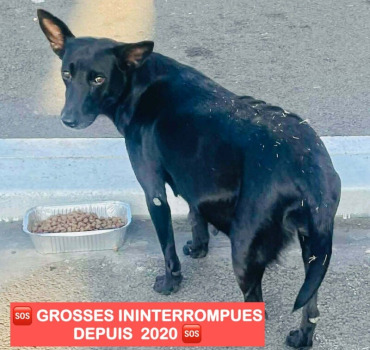 GROSSESSES À LA CHAINE