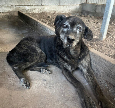 SAUVER CETTE VIEILLE CHIENNE DE LA DIROFILARIOSE