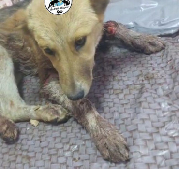 SOS POUR HOSPITALISATION DE NAYA
