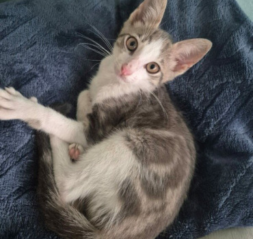 Amputation de la patte de Yuki