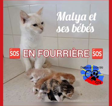 SAUVER LES CHATS DU TAMPON EN FOURRIERE