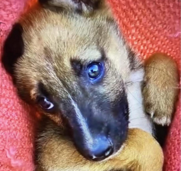Sauvetage de chiens abandonnés