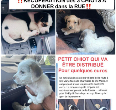SORTONS CES CHIOTS DE LA RUE