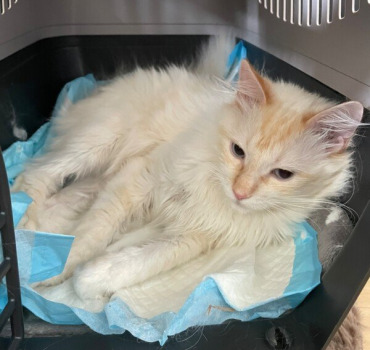 Aider mon chat Kitsuchiro à payer ses frais de vét