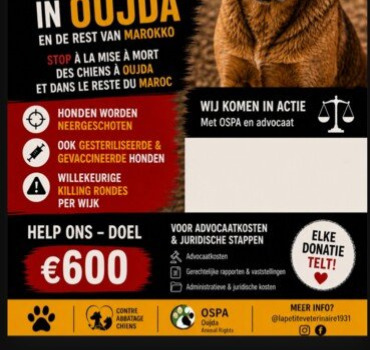 STOP au meurtre des chiens au Maroc