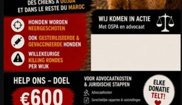 STOP au meurtre des chiens au Maroc