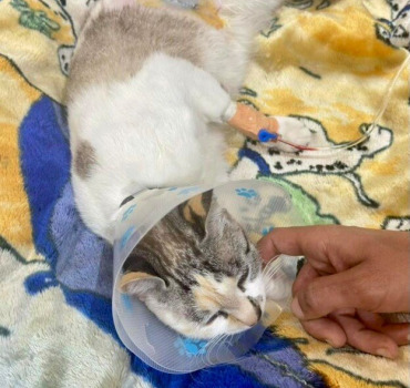 🆘🚨🇲🇦URGENCE – SAUVONS BELLA 🐾