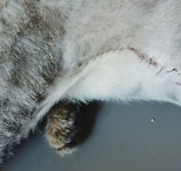 Aidez-nous à soigner Zouzou, chat errant blessé