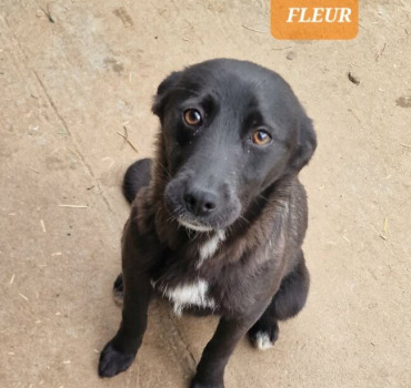 SAUVETAGE DE 18 CHIENS DES RUES ET DE FOURRIERE