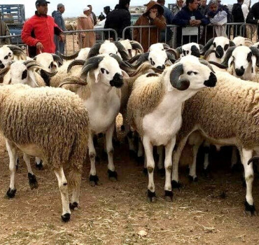 Offrons l’Aïd à 5 familles pauvres de Tanger
