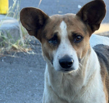 Aide aux soins chien queue coupée + œil borgné