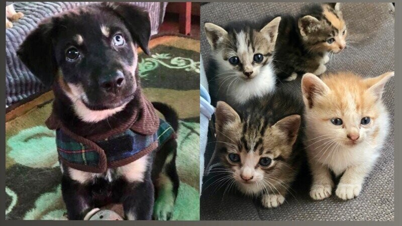 Soins et nourriture pour nos chatons et chiots