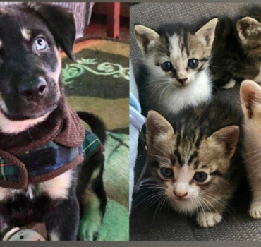 Soins et nourriture pour nos chatons et chiots